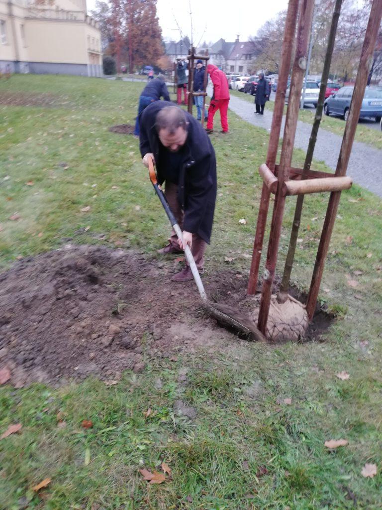 Zastupitelé sázeli na Spořilově stromy.