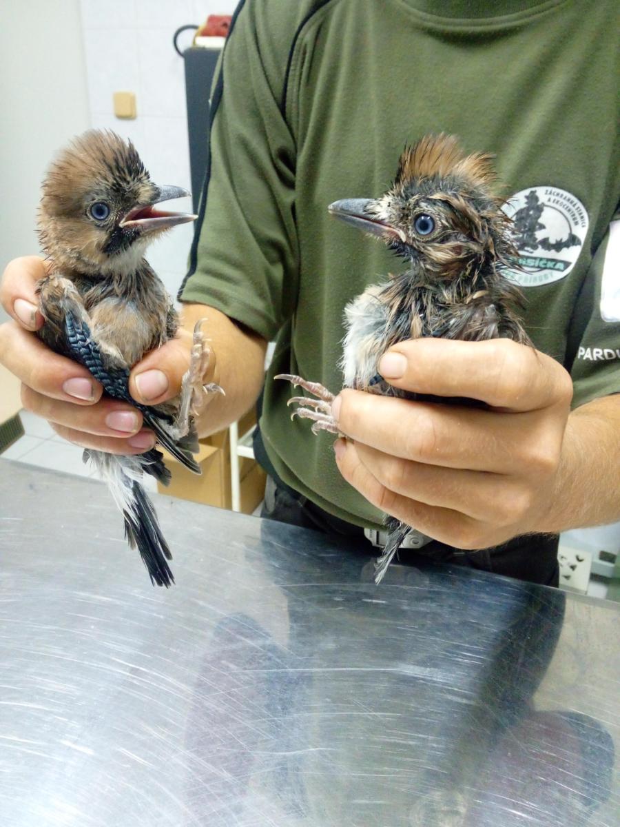 Bouře na Chrudimsku zasáhla i volně žijící živočichy