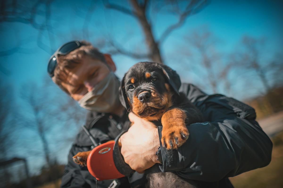 Sonny, který k nám vloni touto dobo nastoupil jako zcela malé štěňátko, je nyní schopen služby, protože úspěšně získal Osvědčení o způsobilosti psa k použití u městské policie.