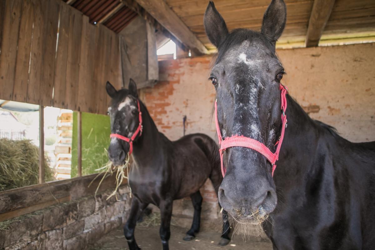 Městská policie Pardubice se rozloučila s Edou a Otou. Služební koně odjeli na důchod